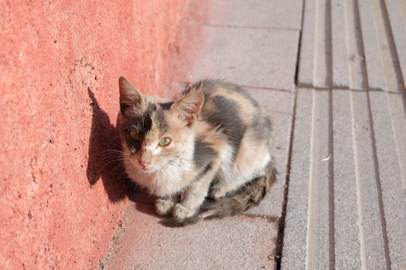 Kuyruğu ve bacakları kesildiği iddia edilen kediler tepkiye neden oldu