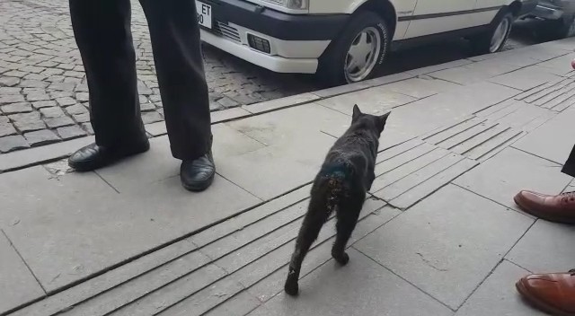 Kuyruğu ve bacakları kesildiği iddia edilen kediler tepkiye neden oldu