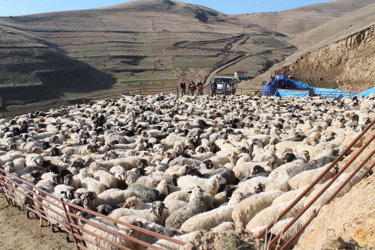 Bayburt'ta kış öncesi küçükbaş hayvan hazırlığı! Yıkanıp ilaçlanıyorlar
