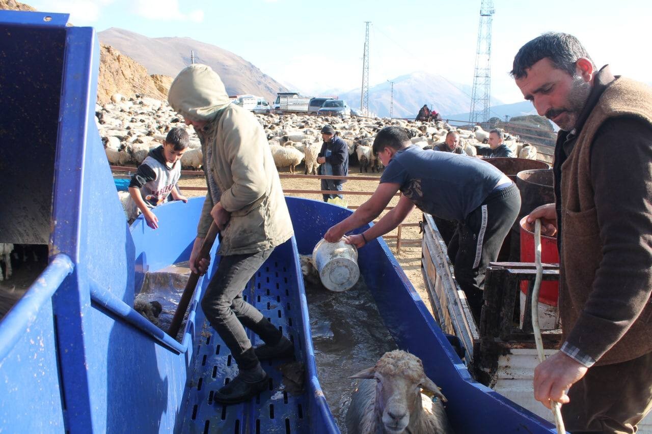 Bayburt'ta kış öncesi küçükbaş hayvan hazırlığı! Yıkanıp ilaçlanıyorlar