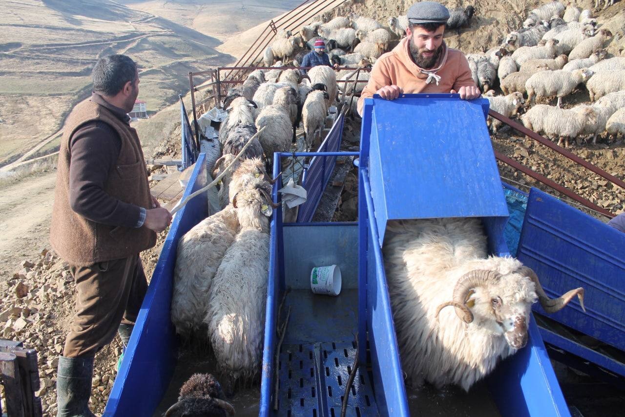 Bayburt'ta kış öncesi küçükbaş hayvan hazırlığı! Yıkanıp ilaçlanıyorlar