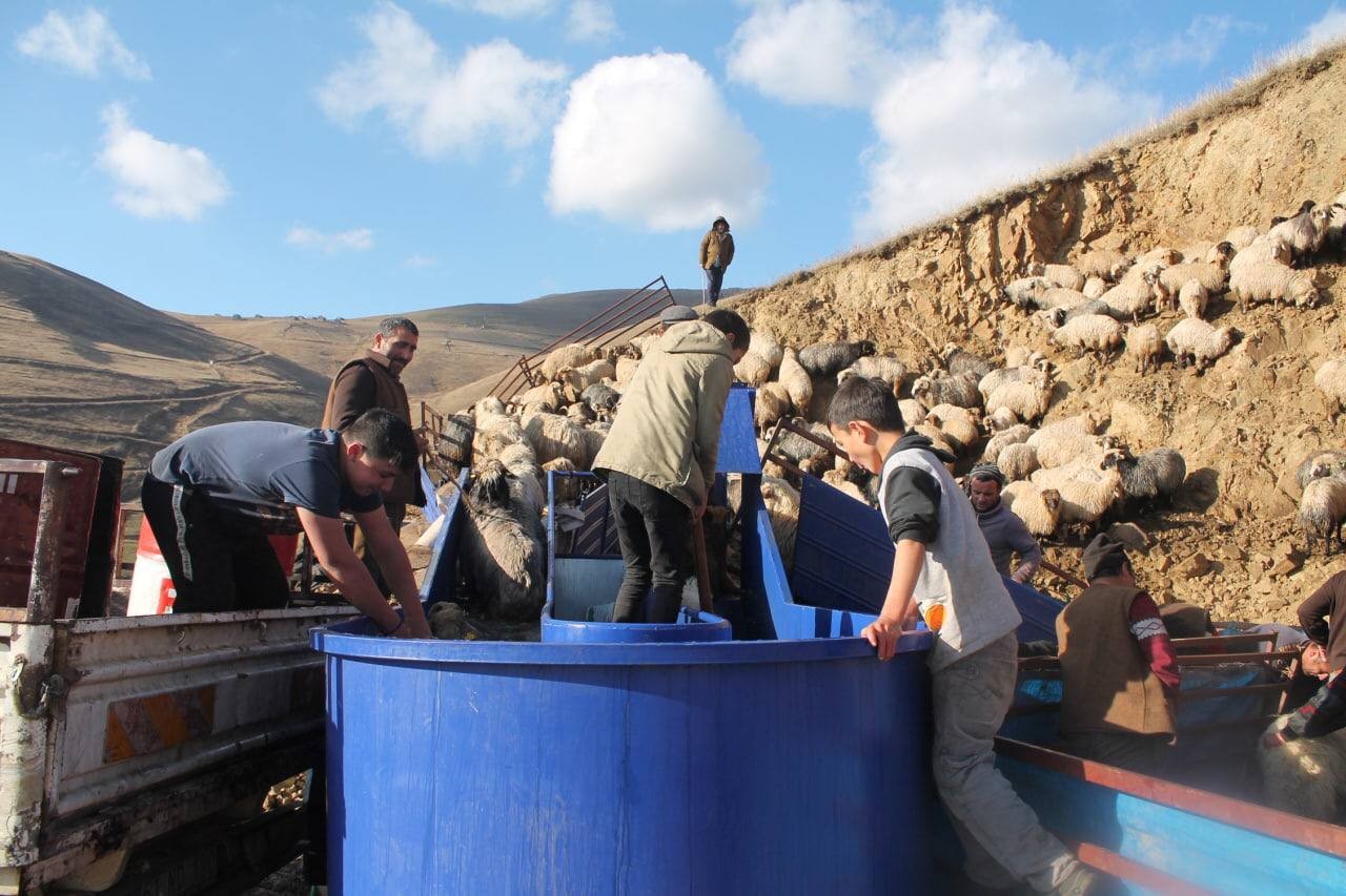 Bayburt'ta kış öncesi küçükbaş hayvan hazırlığı! Yıkanıp ilaçlanıyorlar