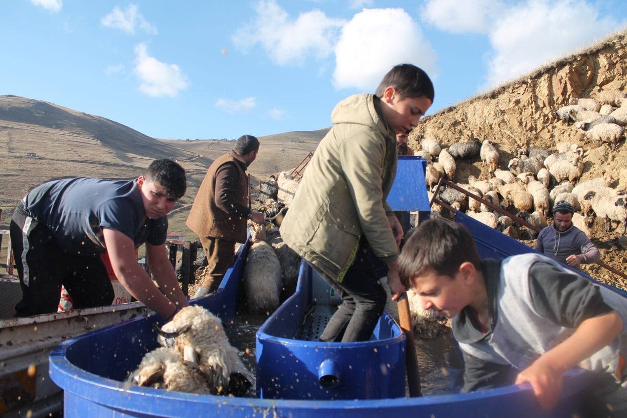 Bayburt'ta kış öncesi küçükbaş hayvan hazırlığı! Yıkanıp ilaçlanıyorlar