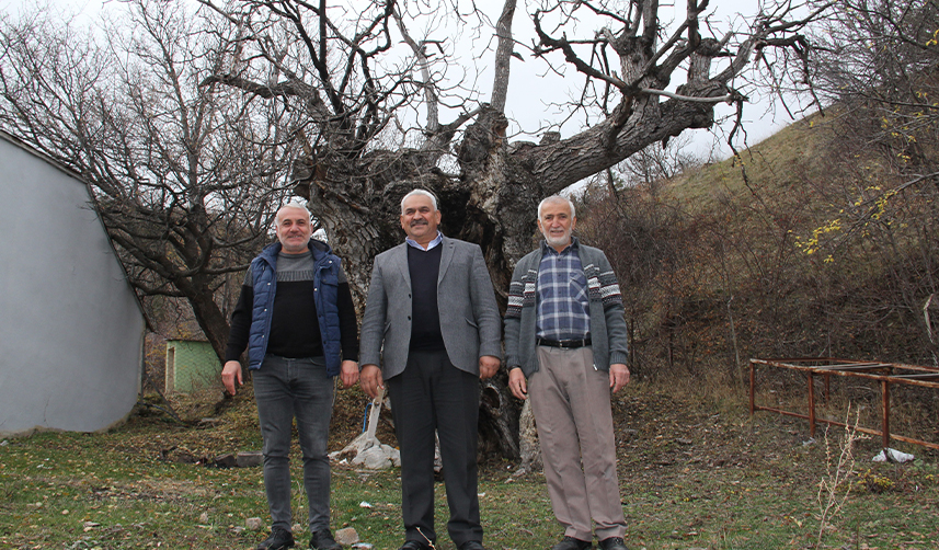 Giresun'da asırlık ceviz ağaçları zamana meydan okuyor