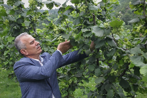 Fındık yine zirvede! 592 Milyon Dolar döviz