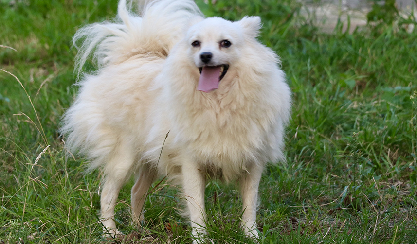 Trabzon'a özgü "zerdava" ve "Tonya finosu" ırklarının gen haritası çıkarılıyor