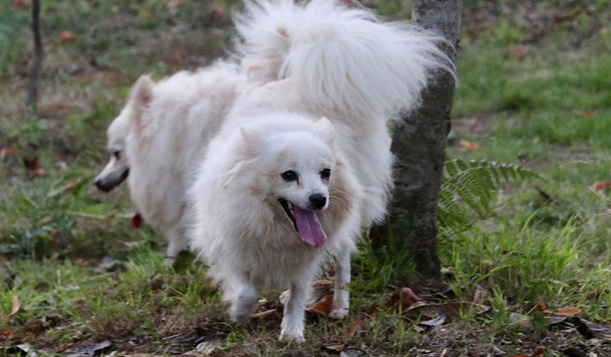 Trabzon'a özgü "zerdava" ve "Tonya finosu" ırklarının gen haritası çıkarılıyor