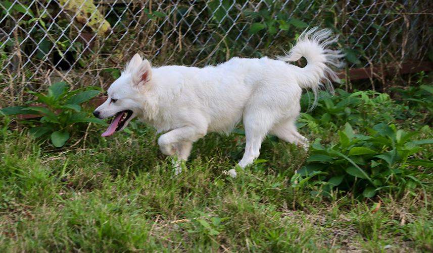 Trabzon'a özgü "zerdava" ve "Tonya finosu" ırklarının gen haritası çıkarılıyor