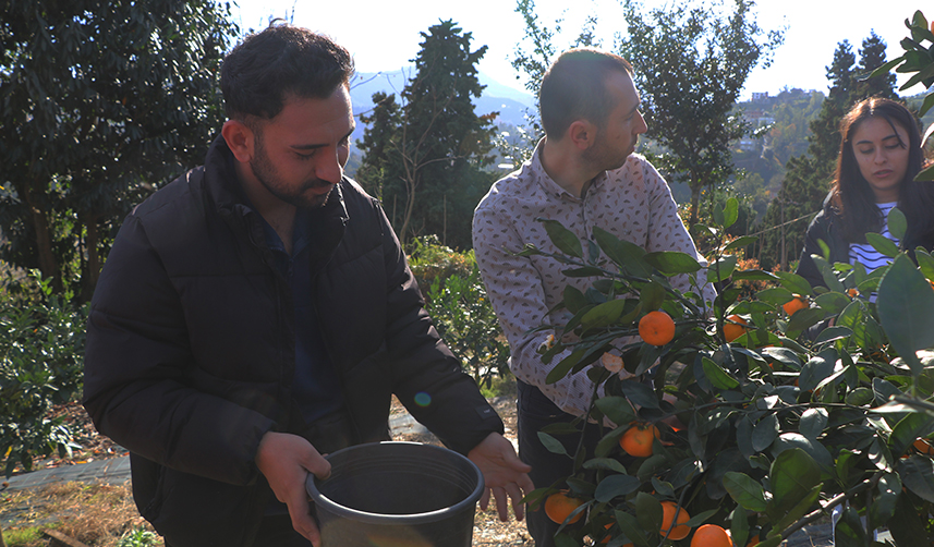 Rize'de mandalina hasadı başladı