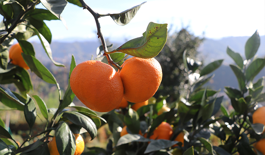 Rize'de mandalina hasadı başladı