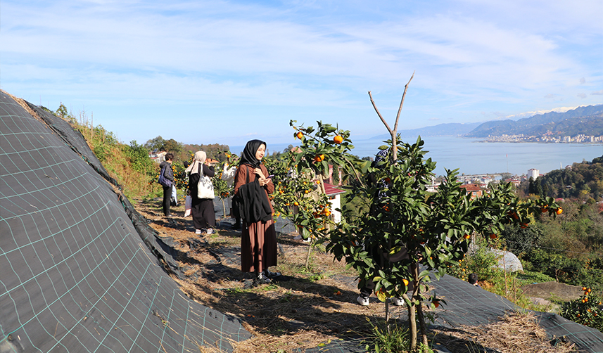 Rize'de mandalina hasadı başladı