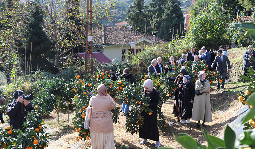 Rize'de mandalina hasadı başladı