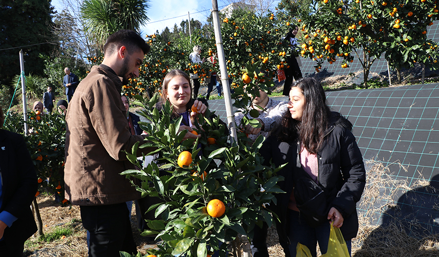 Rize'de mandalina hasadı başladı