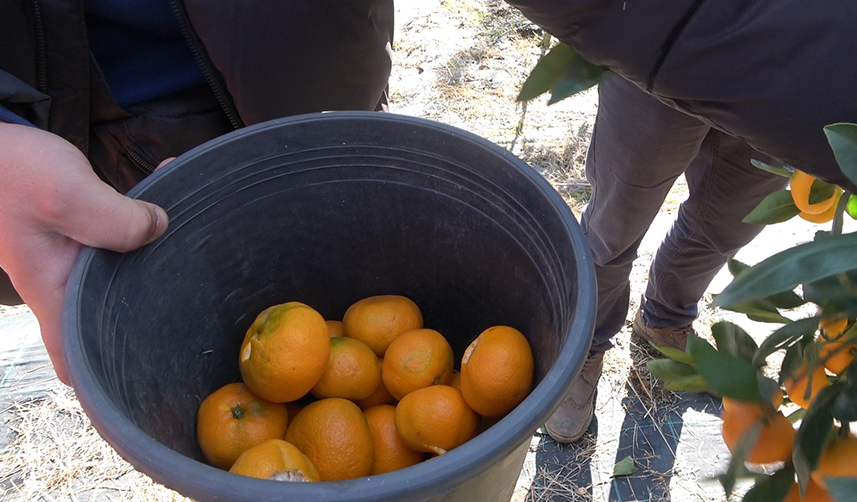 Rize'de mandalina hasadı başladı