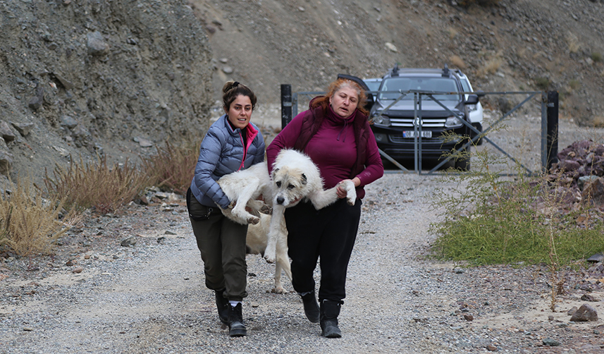 Sular altında kalacak olan Yusufeli’nde sokak hayvanları da taşınıyor