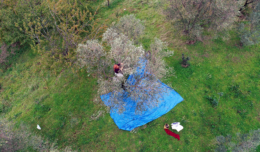 Trabzon'da hasat edilen zeytinler geleneksel yöntemlerle işleniyor