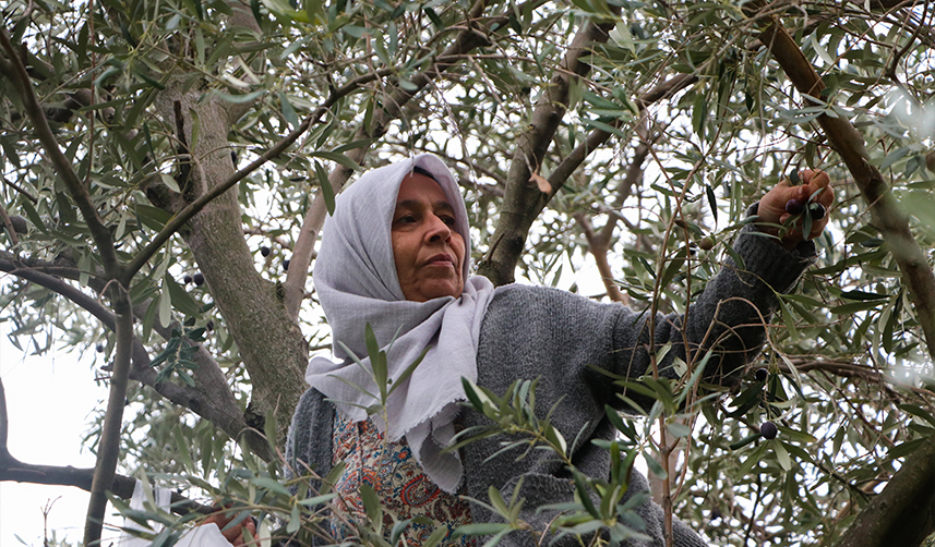 Trabzon'da hasat edilen zeytinler geleneksel yöntemlerle işleniyor
