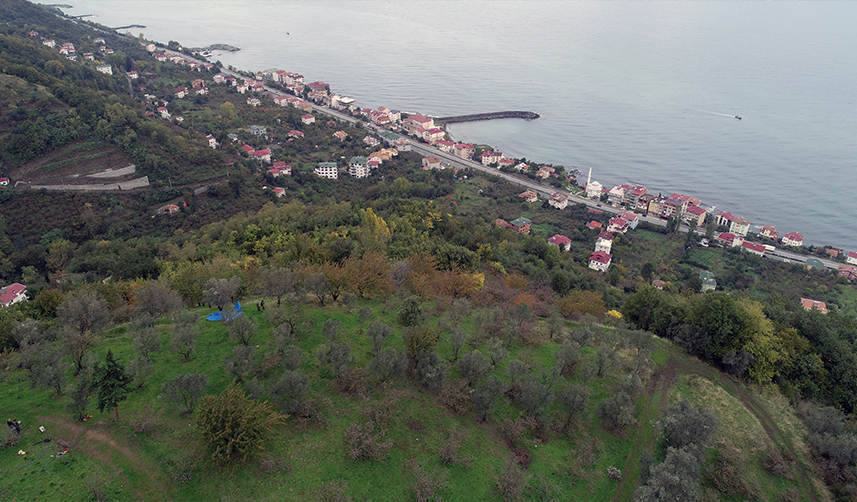 Trabzon'da hasat edilen zeytinler geleneksel yöntemlerle işleniyor