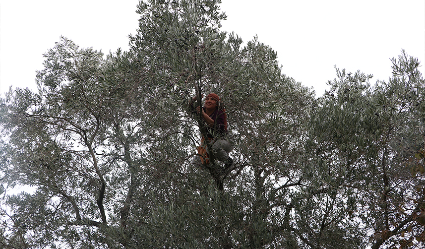 Trabzon'da hasat edilen zeytinler geleneksel yöntemlerle işleniyor