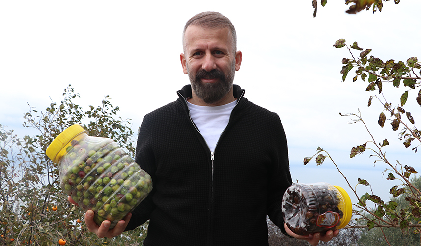 Trabzon'da hasat edilen zeytinler geleneksel yöntemlerle işleniyor