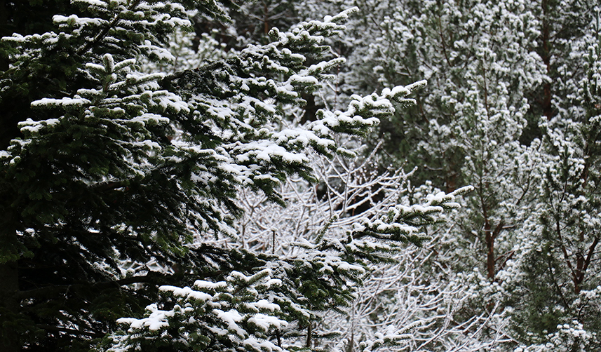 Zigana Dağı beyaza büründü