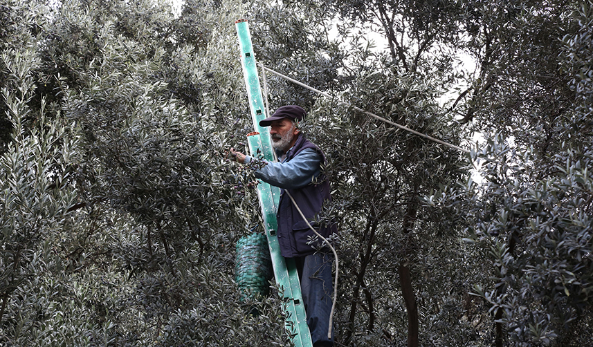 Artvin'de lezzet ödüllü "Butko zeytini"nin hasadı