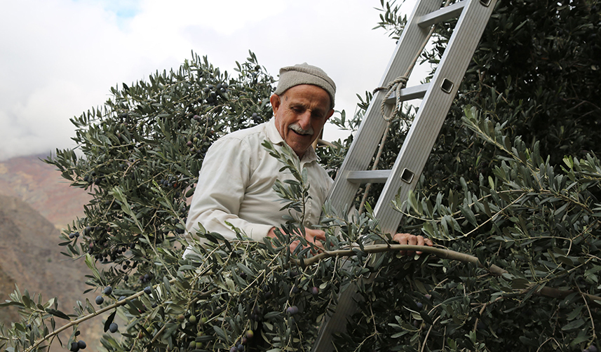 Artvin'de lezzet ödüllü "Butko zeytini"nin hasadı