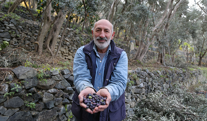 Artvin'de lezzet ödüllü "Butko zeytini"nin hasadı