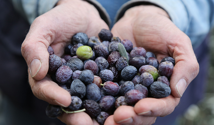 Artvin'de lezzet ödüllü "Butko zeytini"nin hasadı