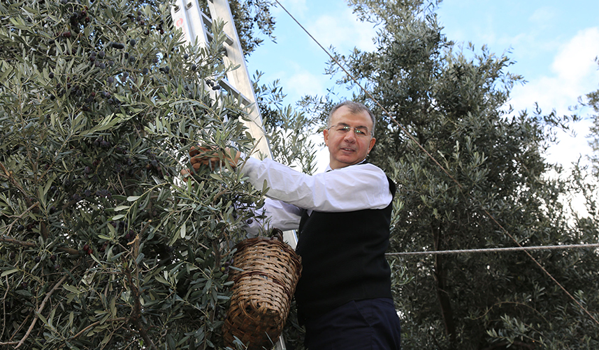 Artvin'de lezzet ödüllü "Butko zeytini"nin hasadı