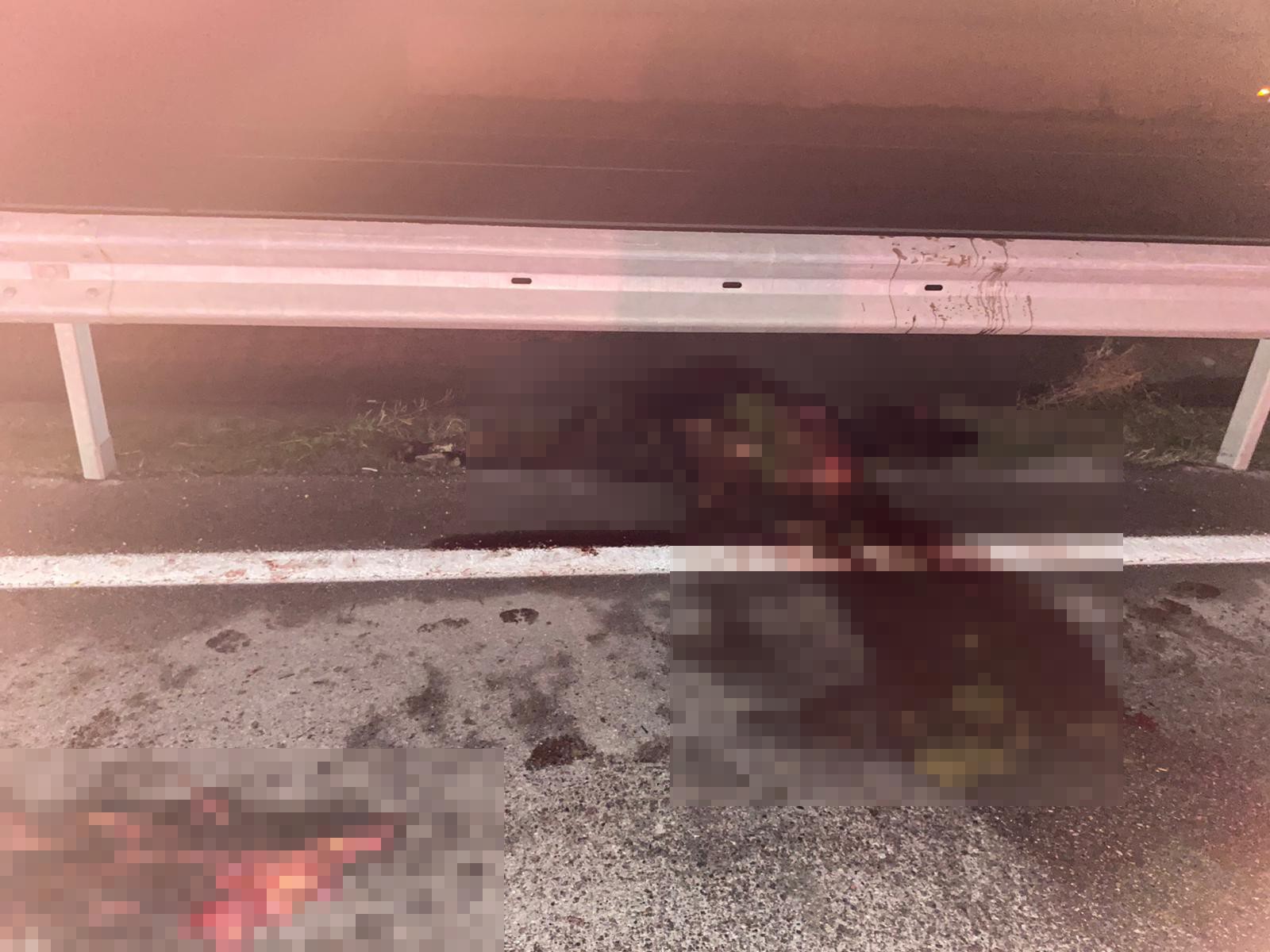 Yolcu otobüsü ineğe çarptı