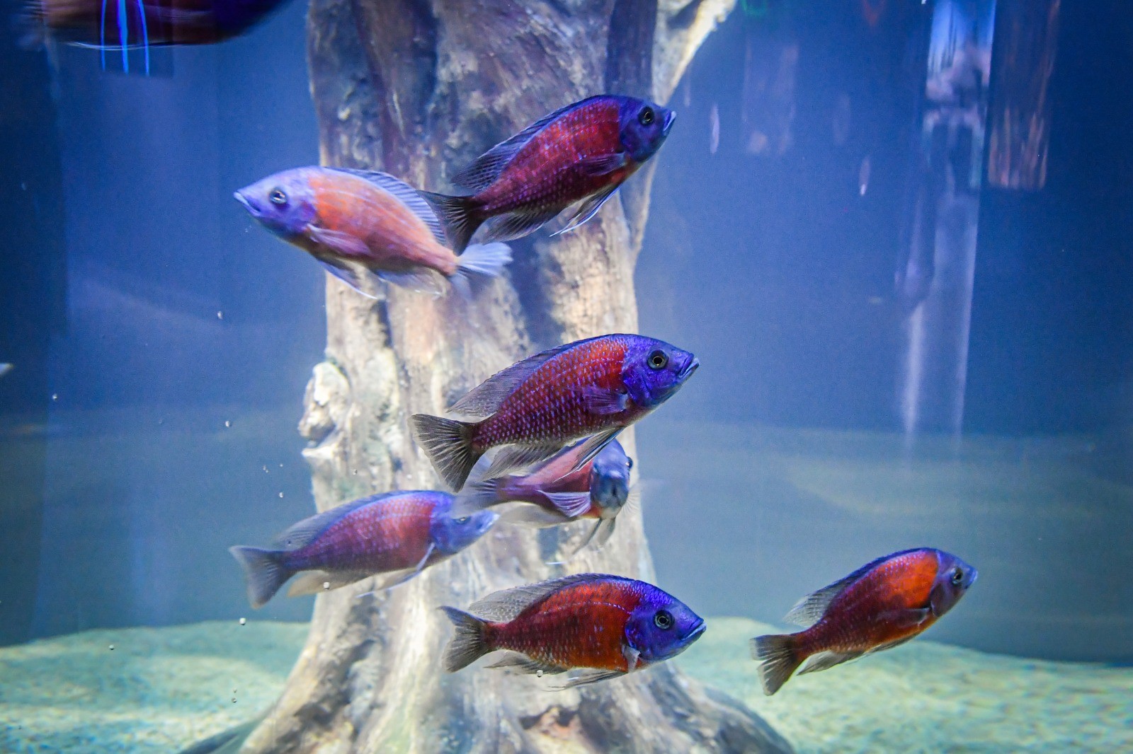 Trabzon'da Tünel Akvaryum'a yoğun ilgi! İşte ziyaretçi sayıları