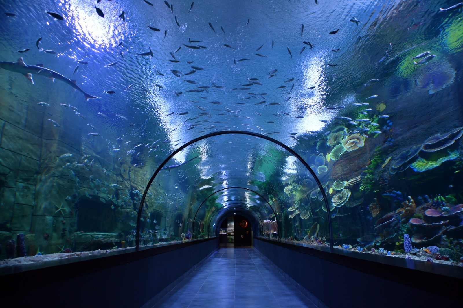 Trabzon'da Tünel Akvaryum'a yoğun ilgi! İşte ziyaretçi sayıları