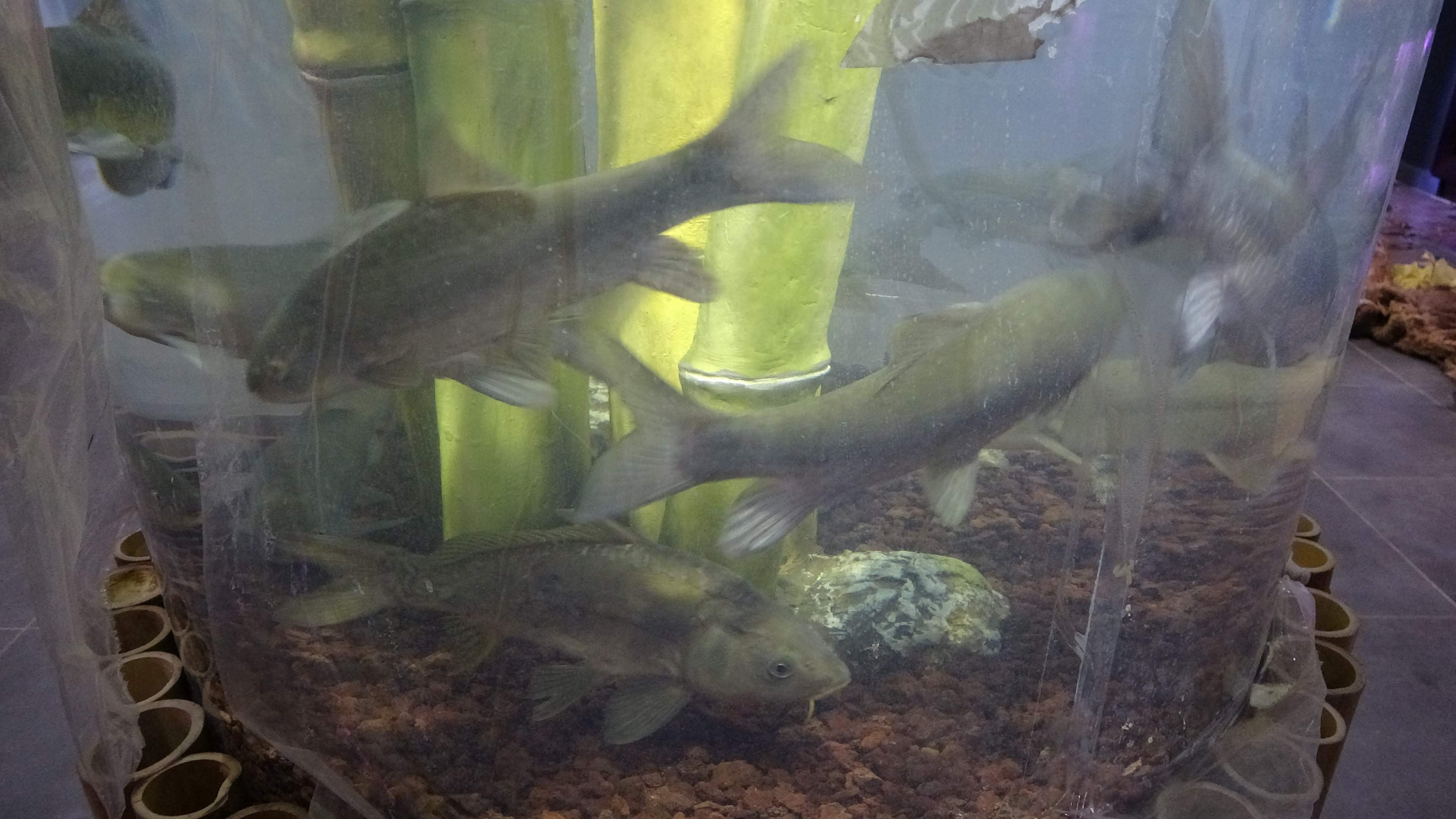 Trabzon'da Tünel Akvaryum'a yoğun ilgi! İşte ziyaretçi sayıları