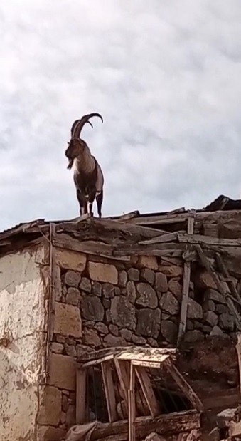 Bayburt'ta köpeklerden kaçan dağ keçisi evin damına çıktı