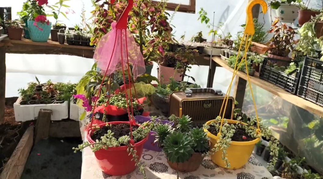 Artvin'de evinin bahçesinde ürettiği çiçekleri satarak kızını üniversitede okutuyor