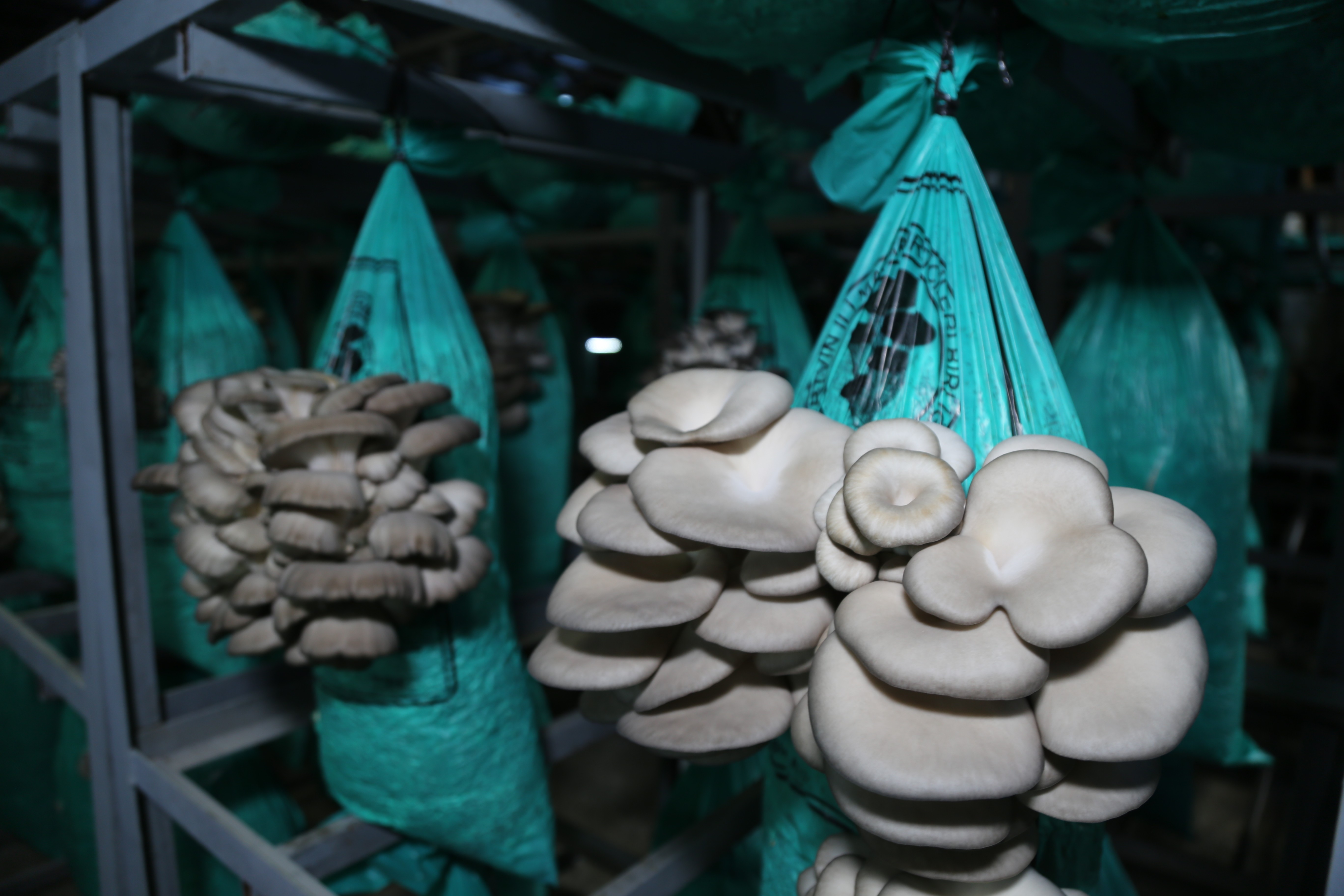 Artvin’de kullanılmayan tünel ekonomiye kazandırıldı! Bakın içeride ne yetişiyor