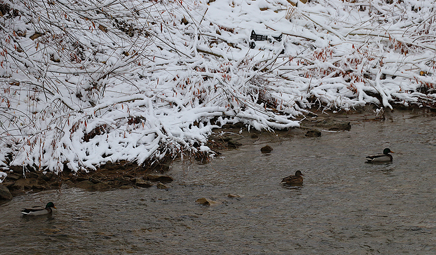 Bayburt beyaza büründü! İşte o görüntüler...