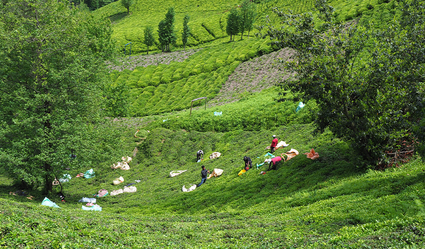 Türk çay kültürü UNESCO listesinde 