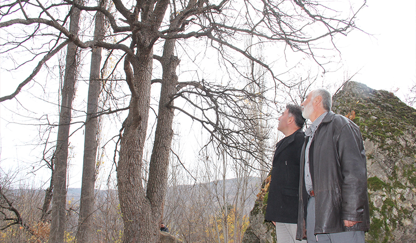 Türkiye'nin en büyük fındık ağacı görenleri büyülüyor