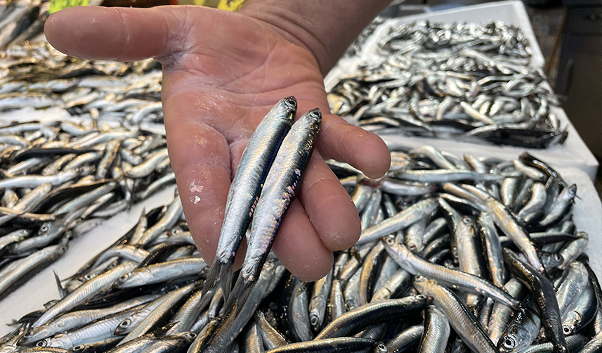 Yerli hamsi Trabzon'da tezgahlardaki yerini aldı