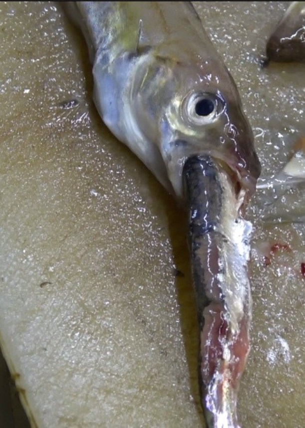 Karadeniz'de ince Hamsi tehlikesi!