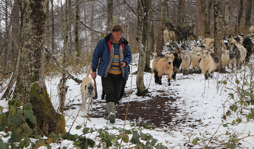 Keçileriyle-karlı-yamaçlarda-günde-8-saat-yol-katediyor1