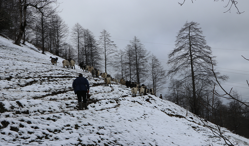 Keçileriyle-karlı-yamaçlarda-günde-8-saat-yol-katediyor4