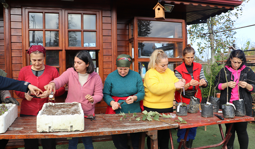 Rize'de-yöre-meyvelerini-aşılayarak-çoğaltıyorlar