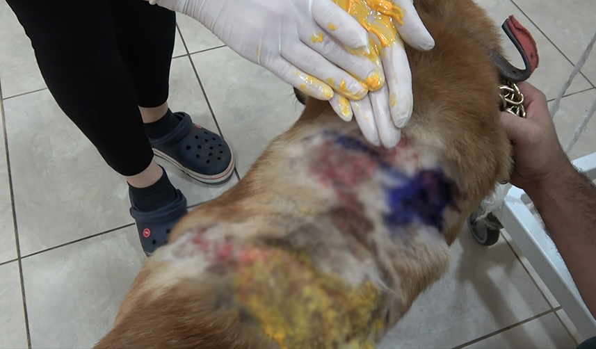 Trabzon’da ayakkabıları alan sokak köpeğine kaynar suyla saldırı