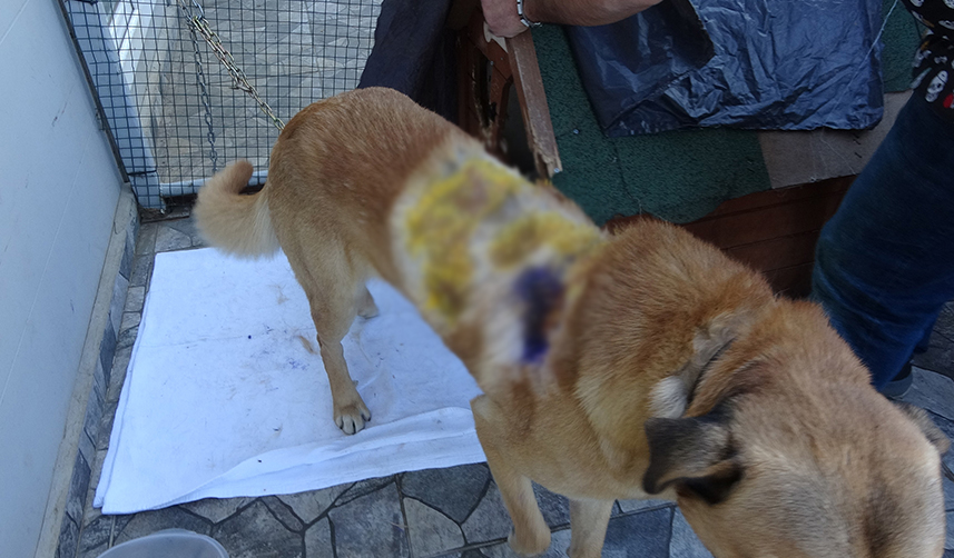 Trabzon’da ayakkabıları alan sokak köpeğine kaynar suyla saldırı