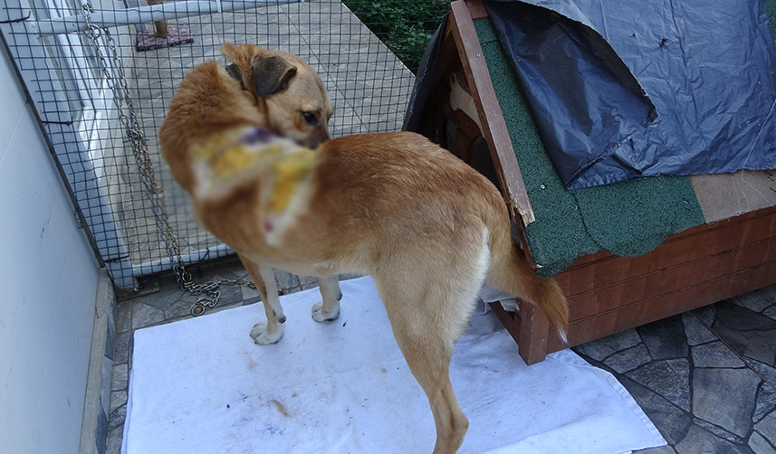 Trabzon’da ayakkabıları alan sokak köpeğine kaynar suyla saldırı