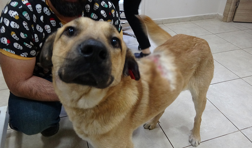 Trabzon’da ayakkabıları alan sokak köpeğine kaynar suyla saldırı