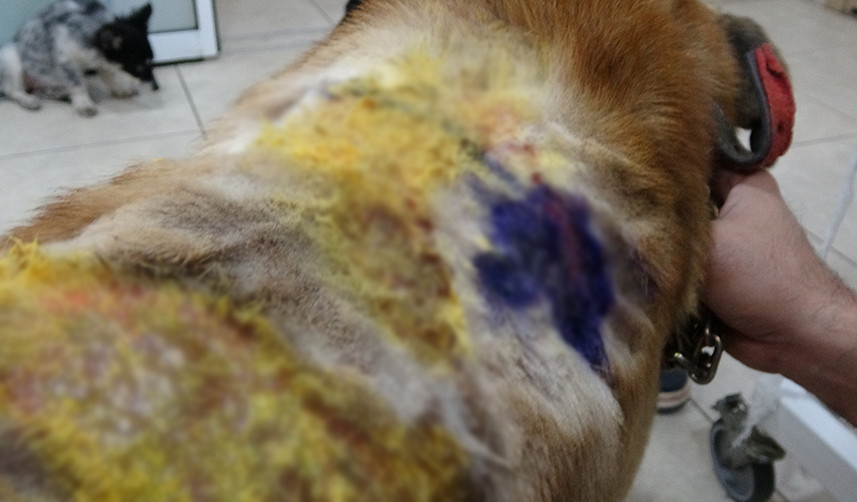 Trabzon’da ayakkabıları alan sokak köpeğine kaynar suyla saldırı